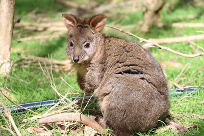 Close-up of wallaby looking away