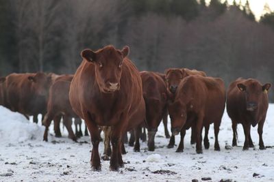 Horses on a field