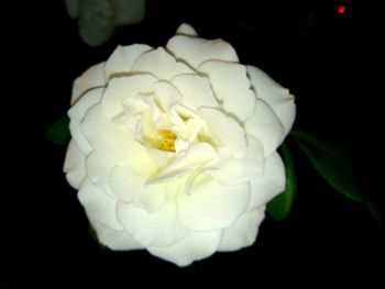 Close-up of white rose against black background