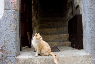 Cat sitting on doorway