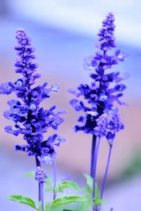 Close-up of purple flowers