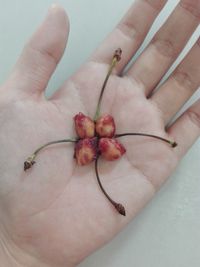 Close-up of hand holding fruit