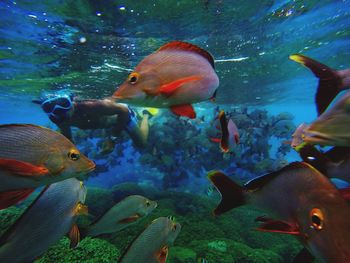 Close-up of fish swimming undersea