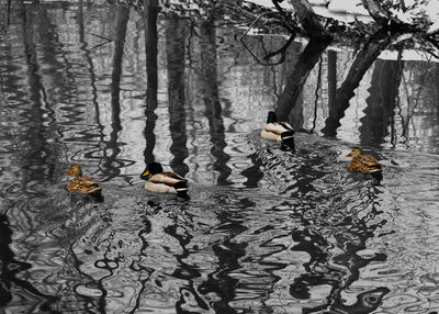 Ducks swimming in lake