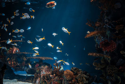 School of fish swimming in aquarium