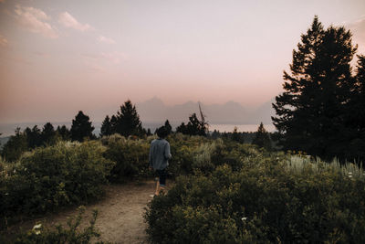 Rear view of man walking amidst plants against sky in grand teton national park during sunset