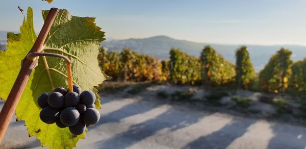 Close-up of grapes in vineyard