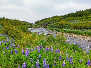 Scenic view of purple flowering plants on land against sky