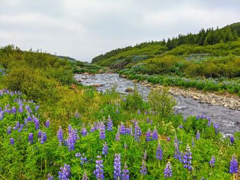 Scenic view of purple flowering plants on land against sky