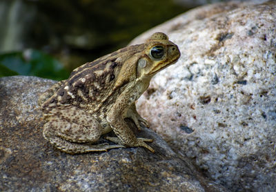 Close-up of toad on rock