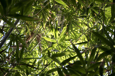 Close-up low angle view of trees