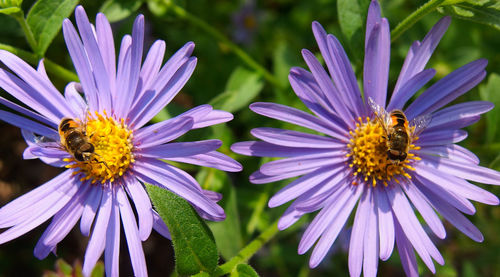 Close-up of bee pollinating on purple flower