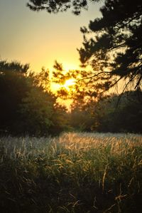 Scenic view of field against sky at sunset