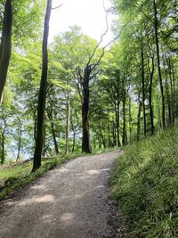 Road amidst trees in forest