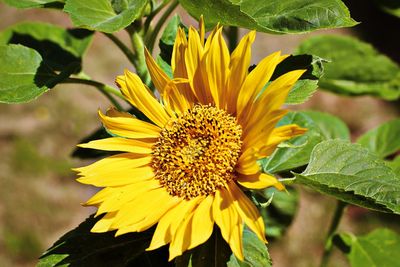 Close-up of sunflower on plant