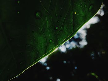 Close-up of raindrops on leaves