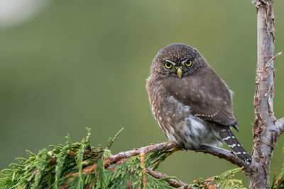 Close-up of owl perching on branch