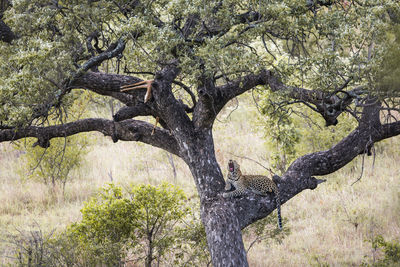 View of tree trunk in forest