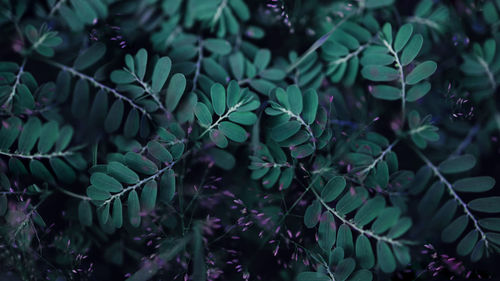 Full frame shot of plants