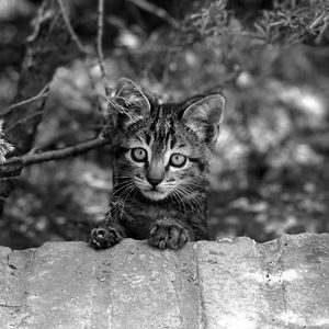 Close-up portrait of cat