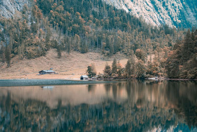 Scenic view of lake in forest