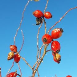 Low angle view of berries growing on tree against blue sky