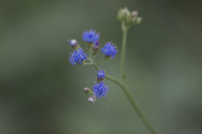 Close-up of purple flowering plant