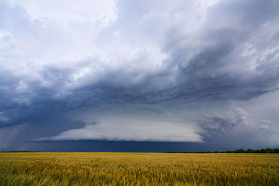 Dramatic storm clouds hover over a wheat field as a thunderstorm approaches alva, oklahoma.