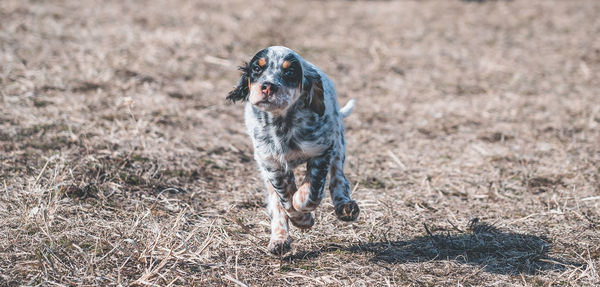 Portrait of dog running on field