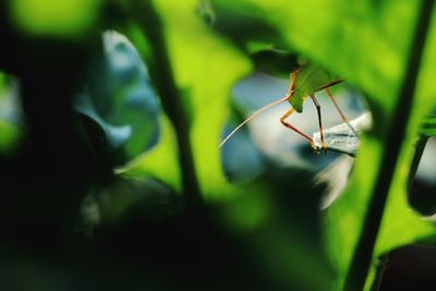 Close-up of insect on plant