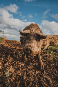 Close-up of an animal on field