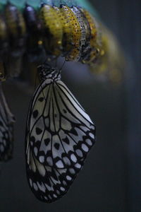 Close-up of butterfly on flower