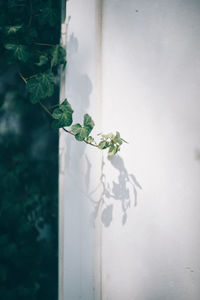 Close-up of ivy growing on window
