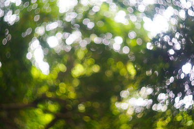 Close-up of plants against blurred background