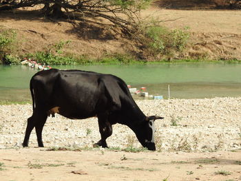 Horse standing in a field