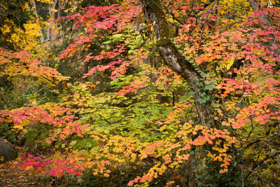 Flowering plants and trees in forest during autumn
