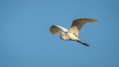 Low angle view of seagull flying in sky