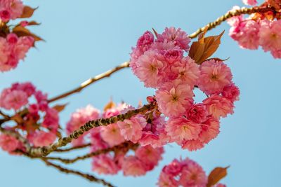 Low angle view of pink cherry blossoms against sky