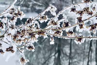 Close-up of snow covered plant