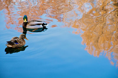 Birds swimming in lake