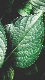 Close-up of fresh green leaf