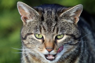 Close-up portrait of cat