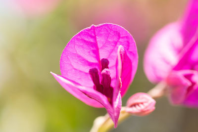 Close-up of pink flowering plant