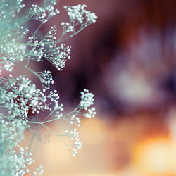 Close-up of water drops on plant