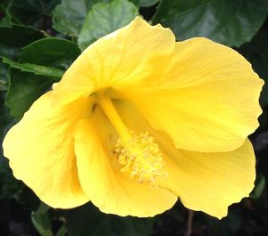 Close-up of yellow flower blooming outdoors