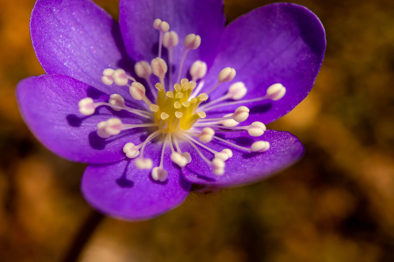 CLOSE-UP OF PURPLE CROCUS