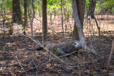 Iguana in forest