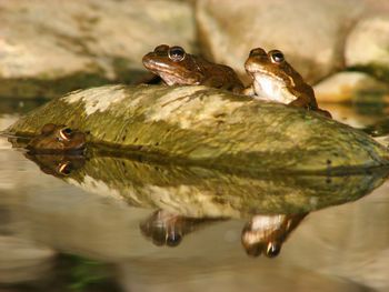 Frogs reflecting in river