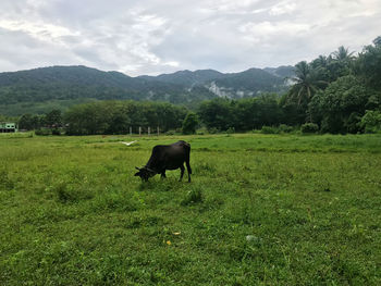 Horses in a field