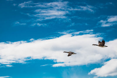 Low angle view of birds flying in sky